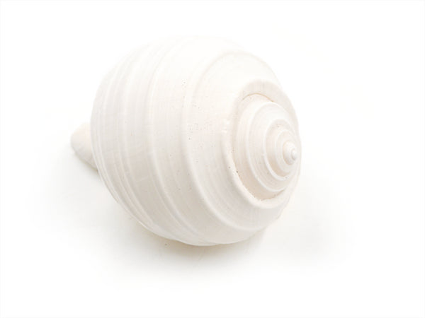 White Tonna Shell